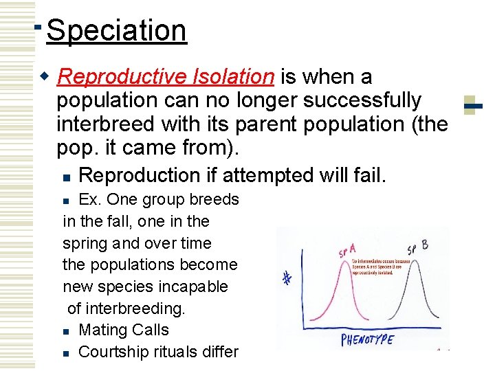 Speciation w Reproductive Isolation is when a population can no longer successfully interbreed with