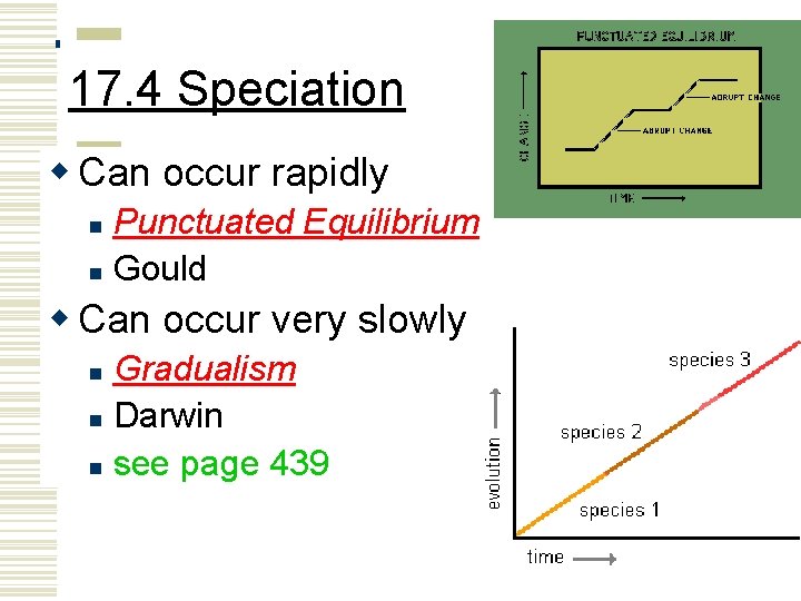 17. 4 Speciation w Can occur rapidly Punctuated Equilibrium n Gould n w Can