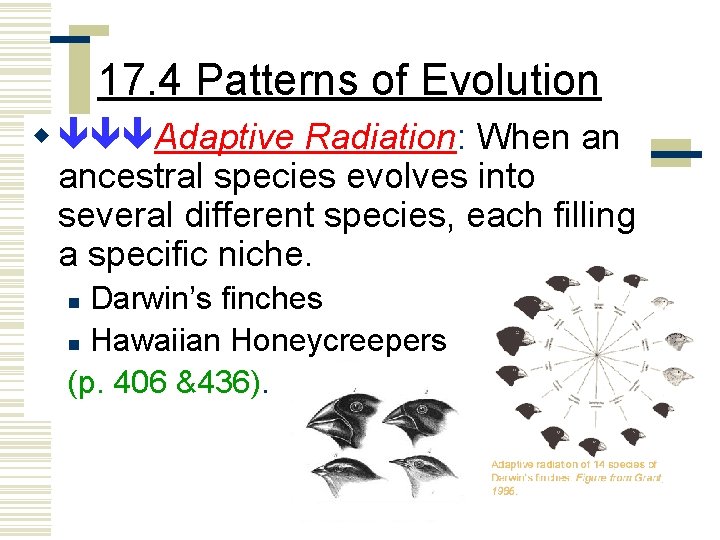 17. 4 Patterns of Evolution w Adaptive Radiation: When an ancestral species evolves into