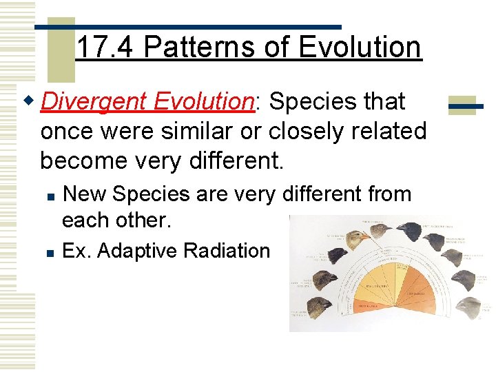 17. 4 Patterns of Evolution w Divergent Evolution: Species that once were similar or