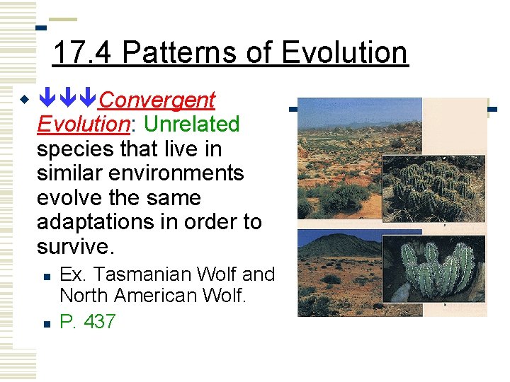 17. 4 Patterns of Evolution w Convergent Evolution: Unrelated species that live in similar