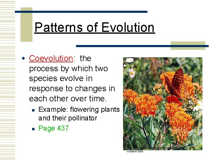 Patterns of Evolution w Coevolution: the process by which two species evolve in response