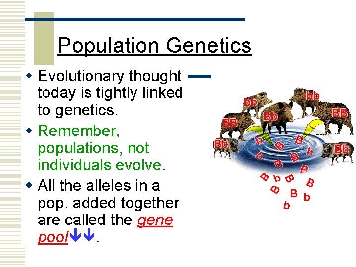 Population Genetics w Evolutionary thought today is tightly linked to genetics. w Remember, populations,