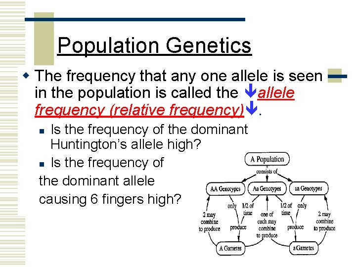 Population Genetics w The frequency that any one allele is seen in the population