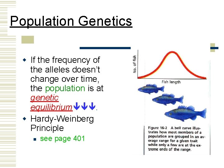 Population Genetics w If the frequency of the alleles doesn’t change over time, the