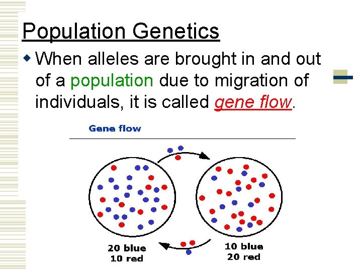 Population Genetics w When alleles are brought in and out of a population due