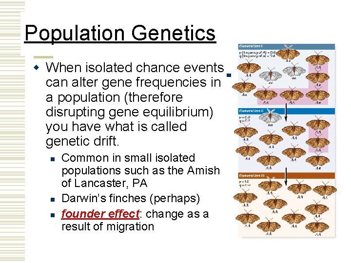 Population Genetics w When isolated chance events can alter gene frequencies in a population