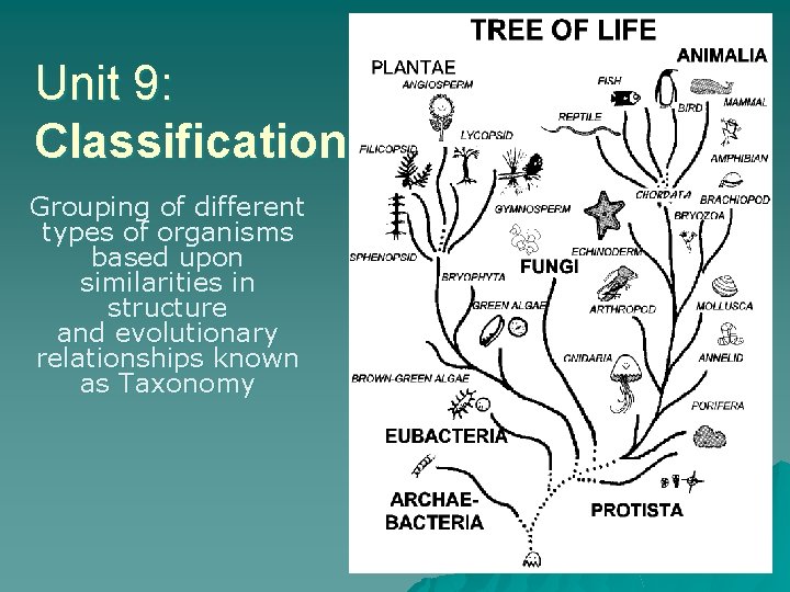 Unit 9: Classification Grouping of different types of organisms based upon similarities in structure Unit 9: Classification Grouping of different types of organisms based upon similarities in structure