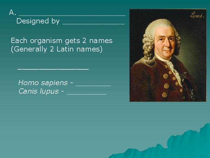 A. ____________ Designed by _______ Each organism gets 2 names (Generally 2 Latin names) A. ____________ Designed by _______ Each organism gets 2 names (Generally 2 Latin names)