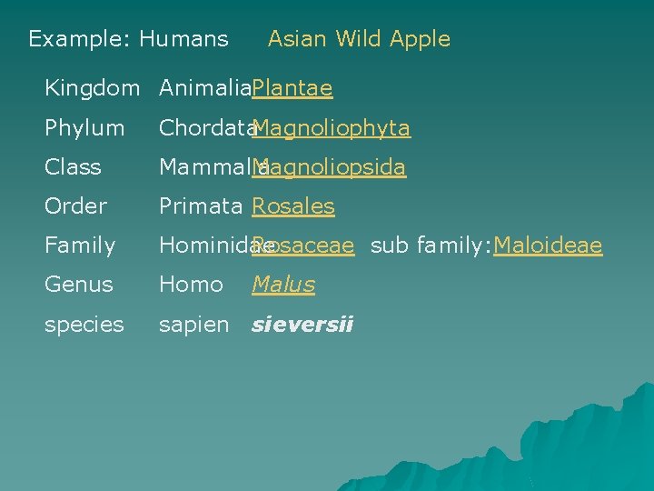 Example: Humans Asian Wild Apple Kingdom Animalia. Plantae Phylum Chordata. Magnoliophyta Class Mammalia Magnoliopsida Example: Humans Asian Wild Apple Kingdom Animalia. Plantae Phylum Chordata. Magnoliophyta Class Mammalia Magnoliopsida