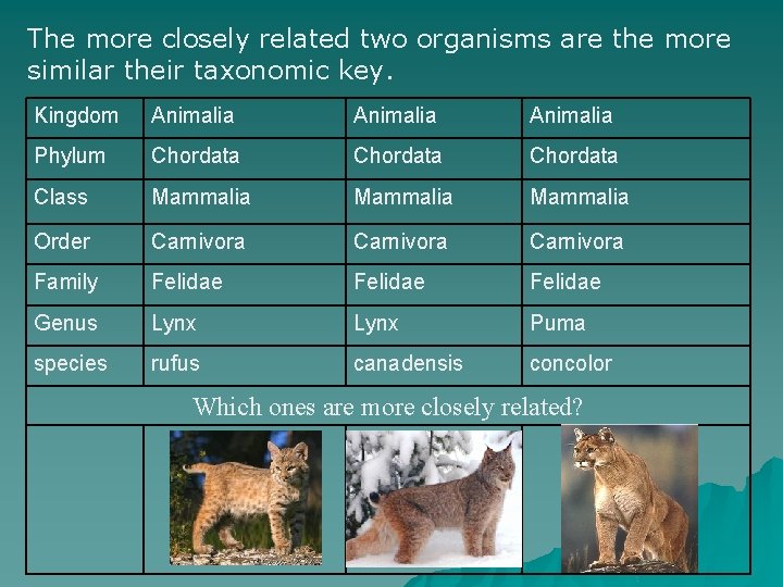 The more closely related two organisms are the more similar their taxonomic key. Kingdom The more closely related two organisms are the more similar their taxonomic key. Kingdom