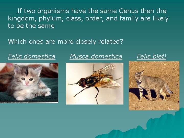 If two organisms have the same Genus then the kingdom, phylum, class, order, and If two organisms have the same Genus then the kingdom, phylum, class, order, and