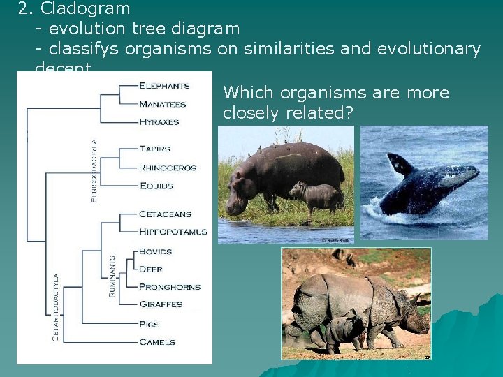 2. Cladogram - evolution tree diagram - classifys organisms on similarities and evolutionary decent 2. Cladogram - evolution tree diagram - classifys organisms on similarities and evolutionary decent