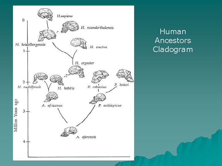 Human Ancestors Cladogram Human Ancestors Cladogram