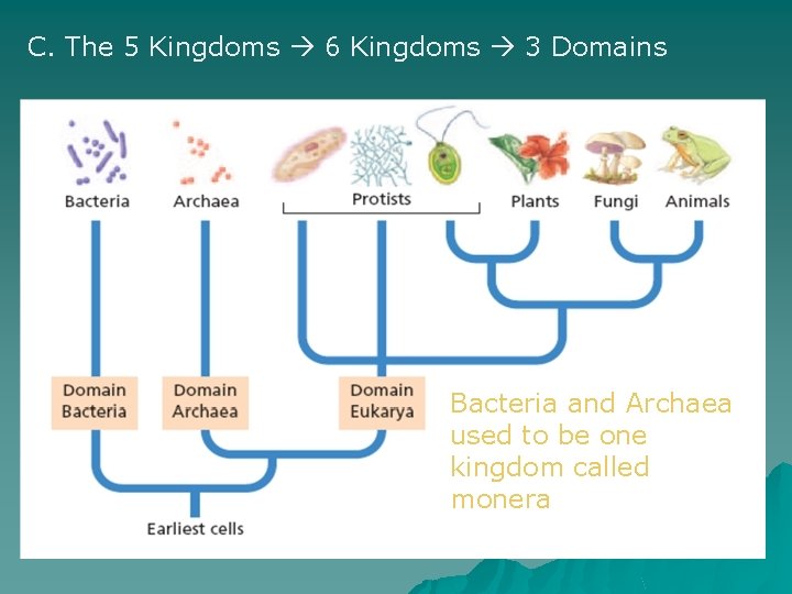 C. The 5 Kingdoms 6 Kingdoms 3 Domains Bacteria and Archaea used to be C. The 5 Kingdoms 6 Kingdoms 3 Domains Bacteria and Archaea used to be