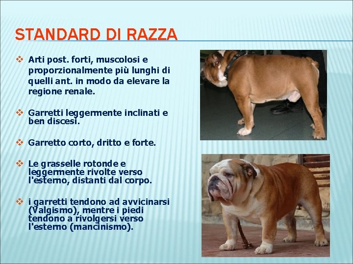 STANDARD DI RAZZA v Arti post. forti, muscolosi e proporzionalmente più lunghi di quelli