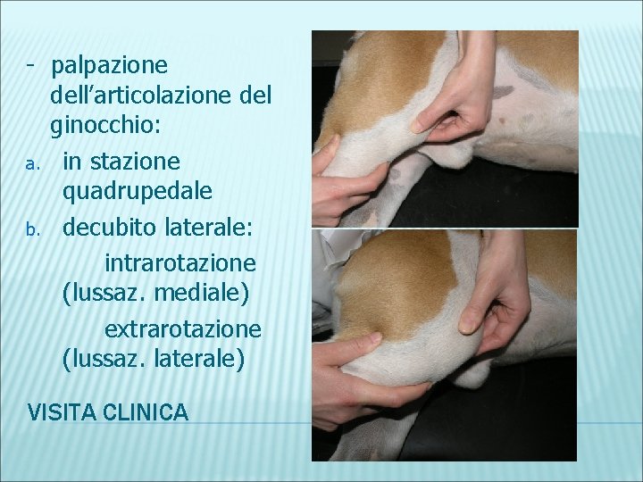 - palpazione dell’articolazione del ginocchio: a. in stazione quadrupedale b. decubito laterale: intrarotazione (lussaz.