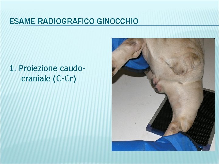 ESAME RADIOGRAFICO GINOCCHIO 1. Proiezione caudocraniale (C-Cr) 