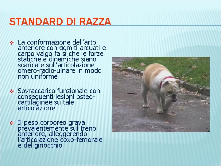 STANDARD DI RAZZA v La conformazione dell’arto anteriore con gomiti arcuati e carpo valgo