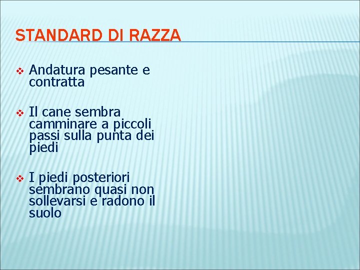 STANDARD DI RAZZA v Andatura pesante e contratta v Il cane sembra camminare a