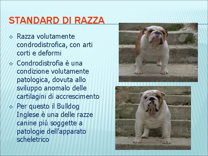 STANDARD DI RAZZA v v v Razza volutamente condrodistrofica, con arti corti e deformi
