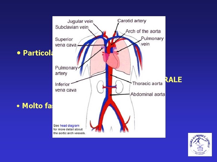 FRATTURA • Particolarmente GRAVI: TESTA BACINO COL. VERTEBRALE • Molto fastidiose : COSTOLE 