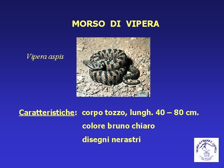 MORSO DI VIPERA Vipera aspis Caratteristiche: corpo tozzo, lungh. 40 – 80 cm. colore