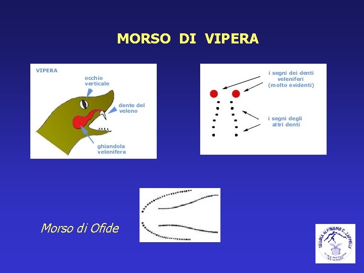 MORSO DI VIPERA Morso di Ofide 