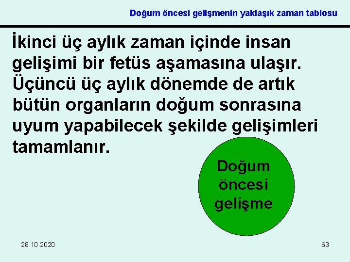 Doğum öncesi gelişmenin yaklaşık zaman tablosu İkinci üç aylık zaman içinde insan gelişimi bir