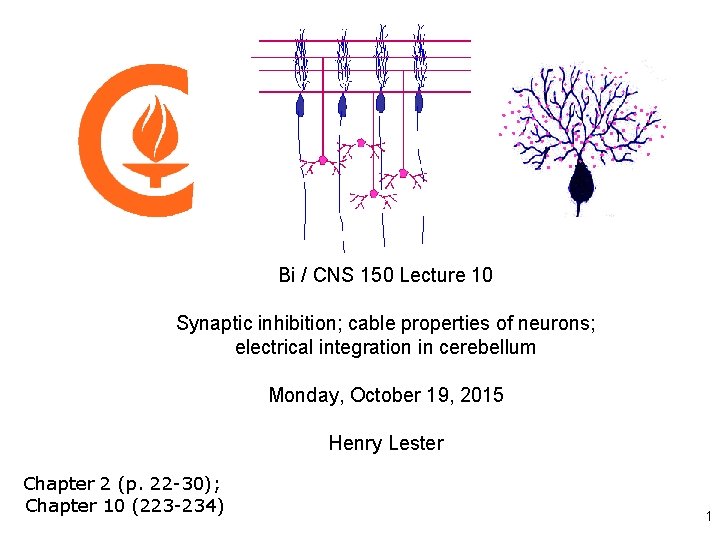 Bi / CNS 150 Lecture 10 Synaptic inhibition; cable properties of neurons; electrical integration
