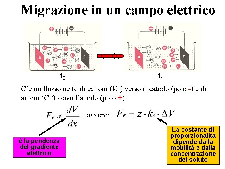 Migrazione in un campo elettrico t 1 t 0 C’è un flusso netto di