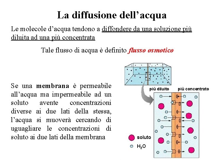 La diffusione dell’acqua Le molecole d’acqua tendono a diffondere da una soluzione più diluita