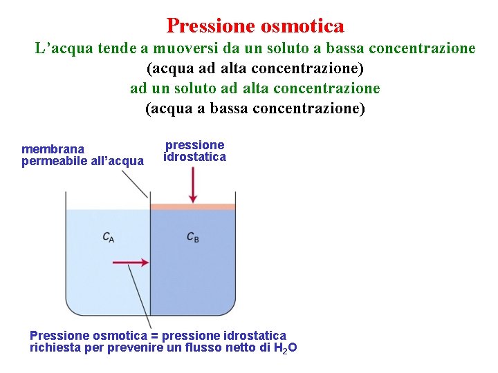 Pressione osmotica L’acqua tende a muoversi da un soluto a bassa concentrazione (acqua ad