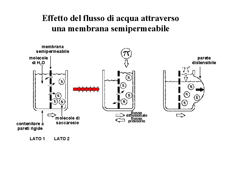 Effetto del flusso di acqua attraverso una membrana semipermeabile molecole di H 2 O