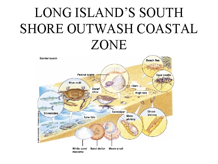 LONG ISLAND’S SOUTH SHORE OUTWASH COASTAL ZONE 