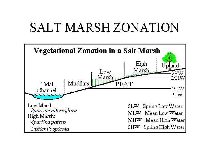 SALT MARSH ZONATION PEAT 