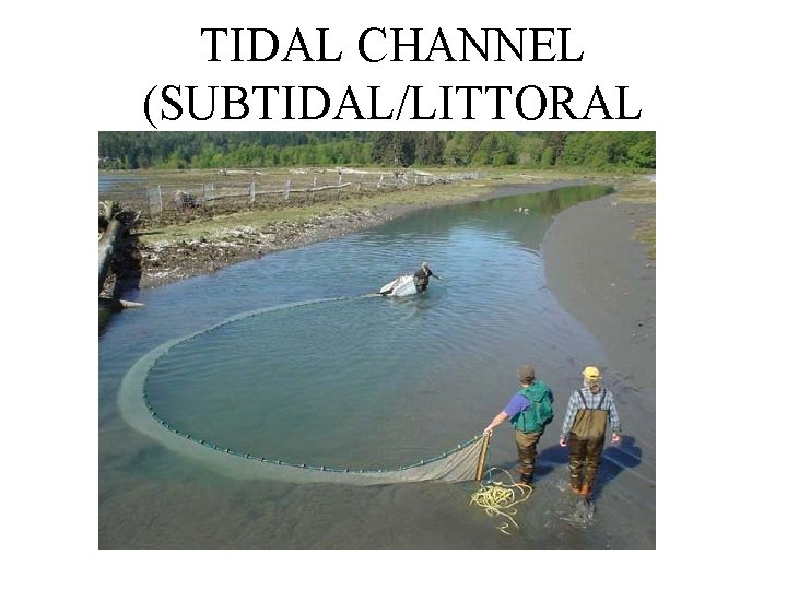 TIDAL CHANNEL (SUBTIDAL/LITTORAL ZONE) 