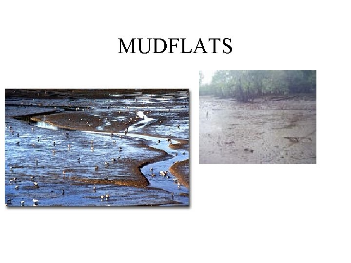 MUDFLATS 