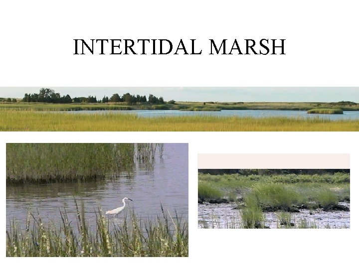 INTERTIDAL MARSH 