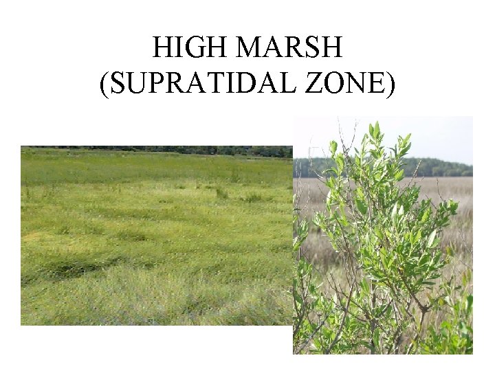 HIGH MARSH (SUPRATIDAL ZONE) 