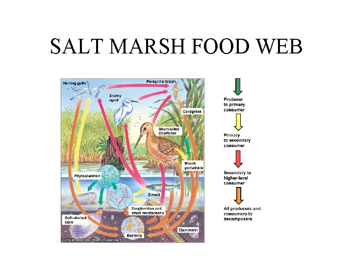 SALT MARSH FOOD WEB 