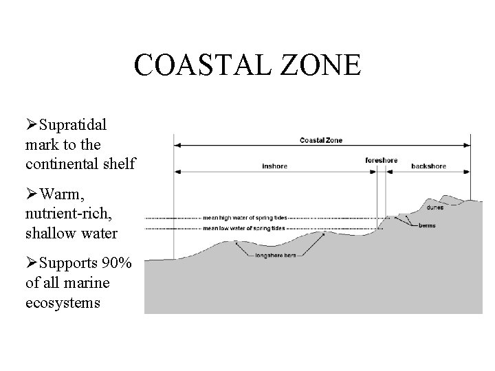 COASTAL ZONE ØSupratidal mark to the continental shelf ØWarm, nutrient-rich, shallow water ØSupports 90%