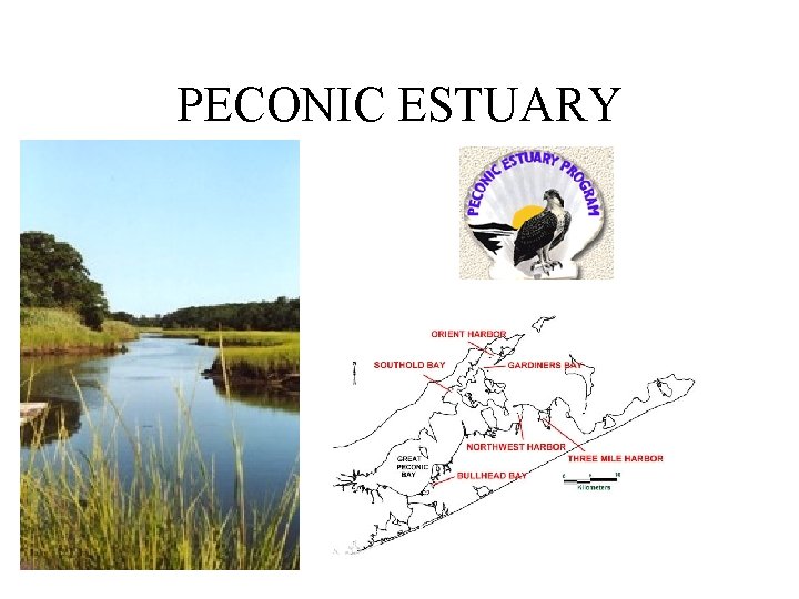 PECONIC ESTUARY 