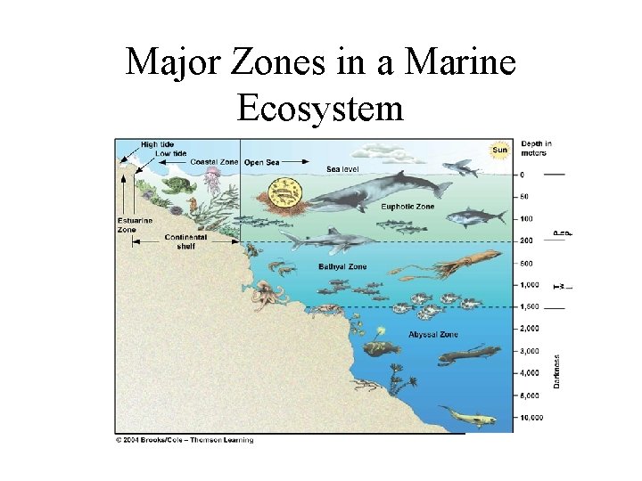 Major Zones in a Marine Ecosystem 