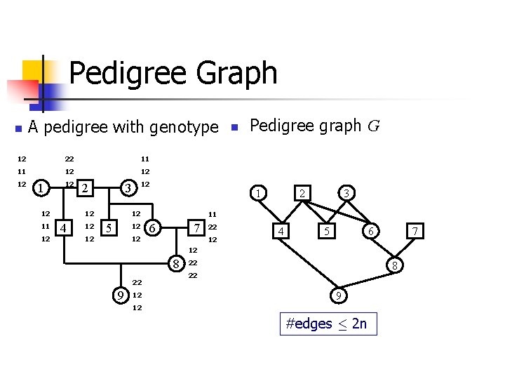 Pedigree Graph n A pedigree with genotype 12 22 11 11 12 12 12