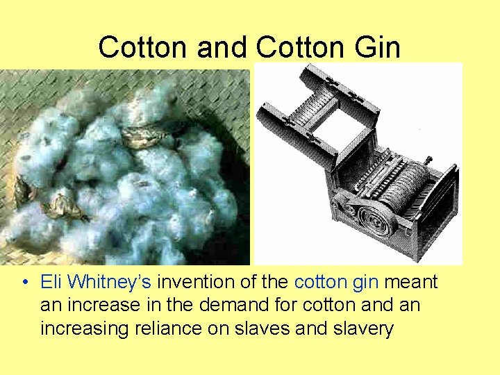 Cotton and Cotton Gin • Eli Whitney’s invention of the cotton gin meant an