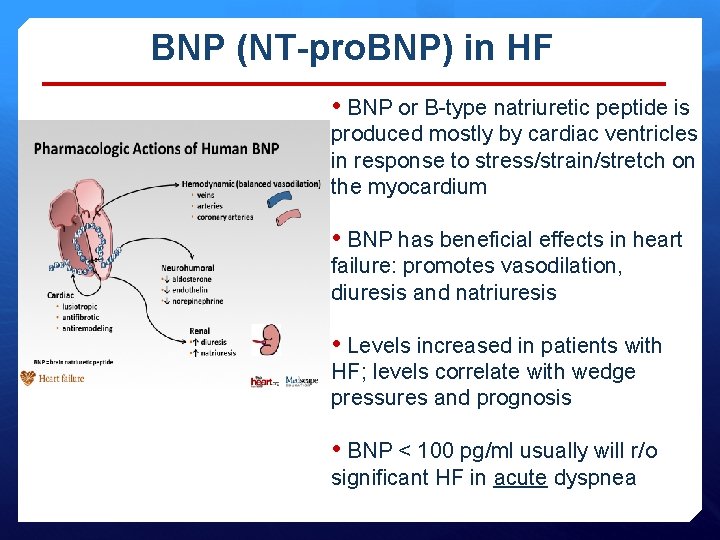 BNP (NT-pro. BNP) in HF • BNP or B-type natriuretic peptide is produced mostly