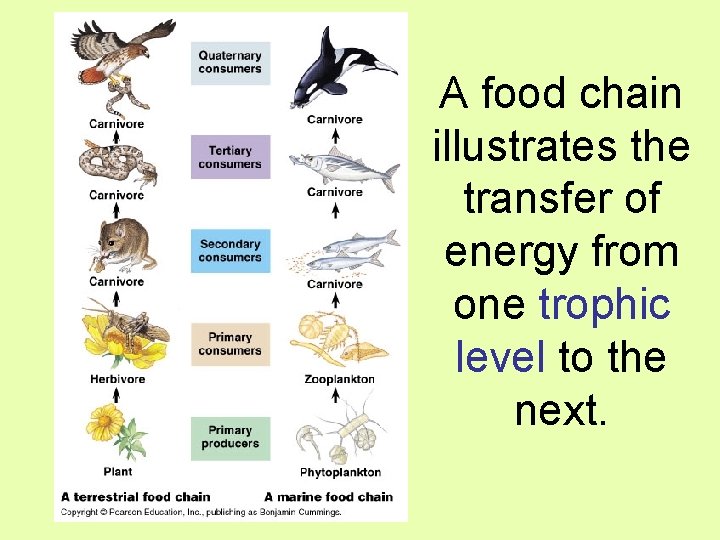 A food chain illustrates the transfer of energy from one trophic level to the