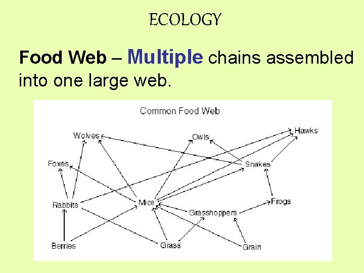 ECOLOGY Food Web – Multiple chains assembled into one large web. 