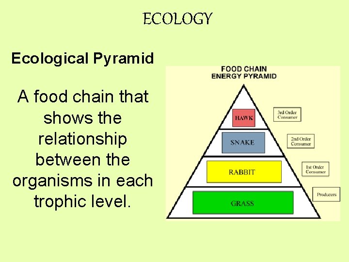 ECOLOGY Ecological Pyramid A food chain that shows the relationship between the organisms in